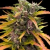 GG4 Auto Barney's Farm