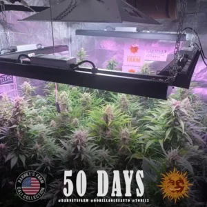 gg4 auto barneys farm 2