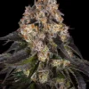 Girl Scout Cookies Barney’s Farm feminizada
