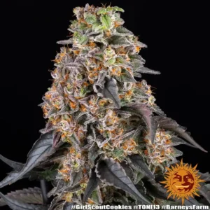 girl scout cookies barneys farm 2