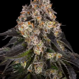 Girl Scout Cookies Barney's Farm