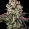 Glookies Barney’s Farm feminizada 25% THC