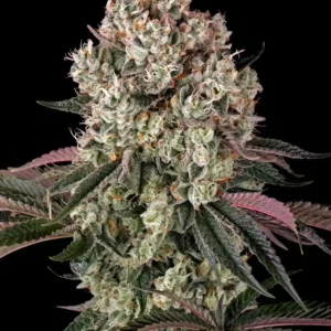 Glookies Barney's Farm