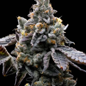 gmo cookies barneys farm 2