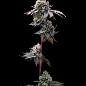 GMO Cookies Barney's Farm