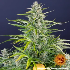 gorilla zkittlez auto barneys farm 2