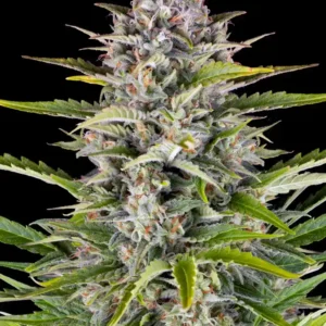 Gorilla Zkittlez Auto Barney's Farm