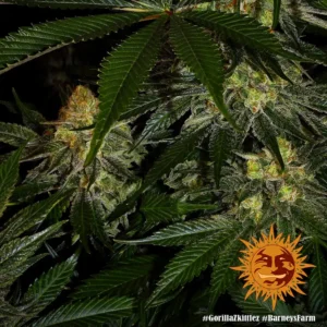 gorilla zkittlez barneys farm 2