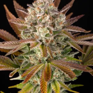 Jealousy Barney's Farm