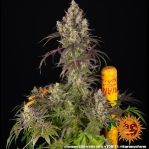 lemon cherry gelato barneys farm x backpack boyz barneys farm 2