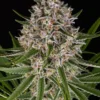 Lemon Haze Auto Barney's Farm
