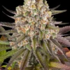 Semillas feminizadas Limoncello Barney’s Farm