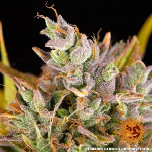 lsd auto barneys farm 2