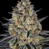 LSD Barney's Farm