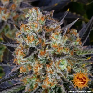 lsd barneys farm 2