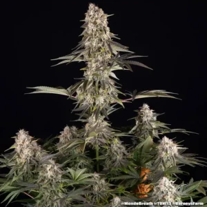 mendo breath barneys farm 2