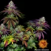 mimosa evo barneys farm 2