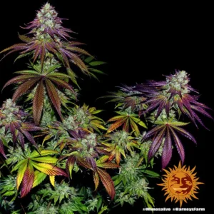 mimosa evo barneys farm 2