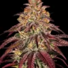 Mimosa x Orange Punch Auto Barney's Farm