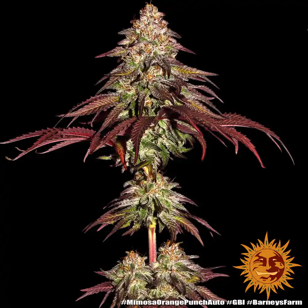 Mimosa x Orange Punch Auto Barney's Farm - Imagen 2