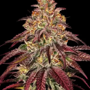 Mimosa x Orange Punch Auto Barney's Farm