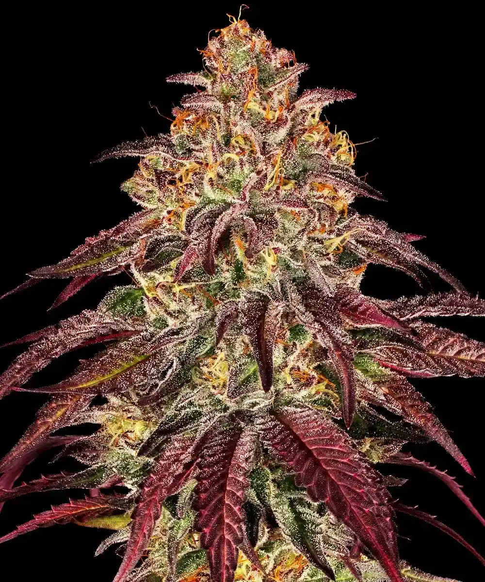 Mimosa x Orange Punch Auto Barney's Farm