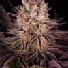 Mimosa x Orange Punch Barney’s Farm feminizada