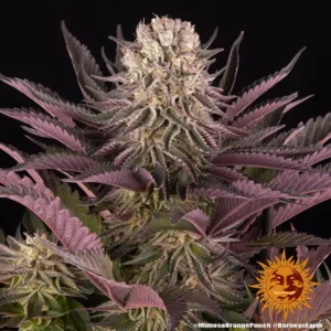 mimosa x orange punch barneys farm 2
