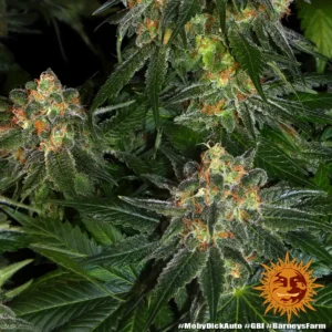 moby dick auto barneys farm 2