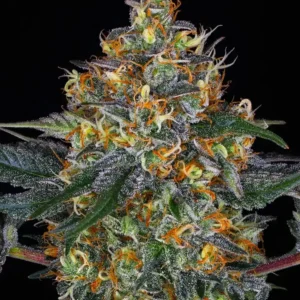 Moby Dick Auto Barney's Farm