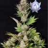 morpheus buddhaSeeds
