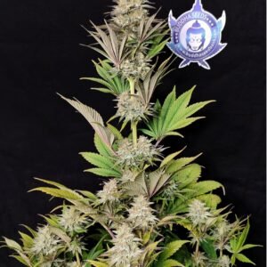 morpheus buddhaSeeds