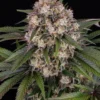 OG Kush Auto Barney's Farm