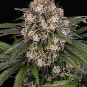 OG Kush Auto Barney's Farm