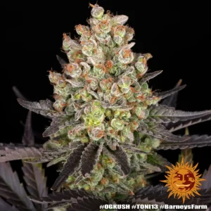 og kush barneys farm 2