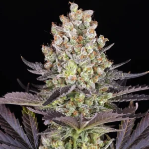 papaya frosting barneys farm x doja exclusive barneys farm 2