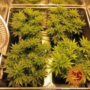 pineapple chunk barneys farm 2