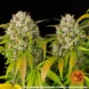 pineapple express auto barneys farm 2