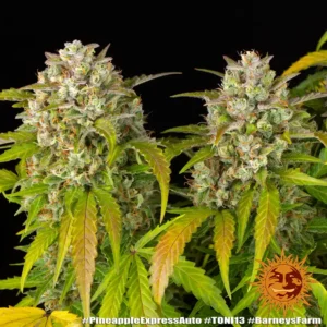 pineapple express auto barneys farm 2