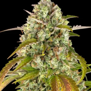 Pineapple Express Auto Barney's Farm