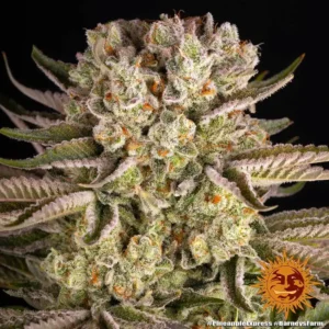 pineapple express barneys farm 2
