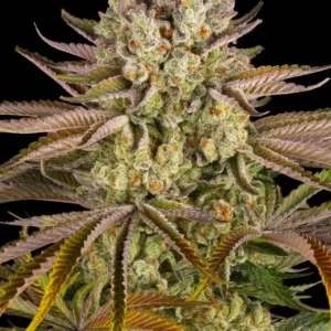 Pineapple Express Barney's Farm