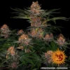 purple punch auto barneys farm 2