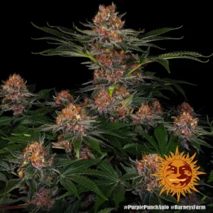 purple punch auto barneys farm 2