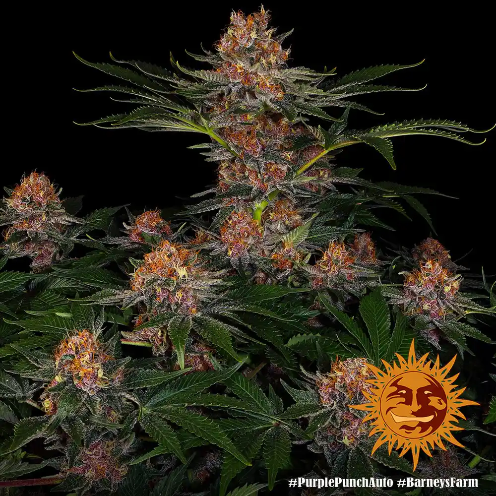 Purple Punch Auto Barney's Farm - Imagen 2