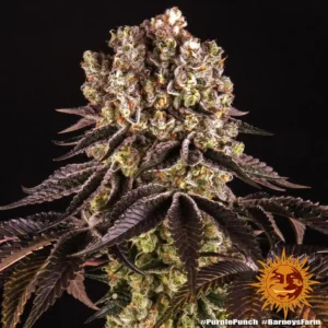 purple punch barneys farm 2
