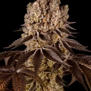 Purple Punch Barney's Farm