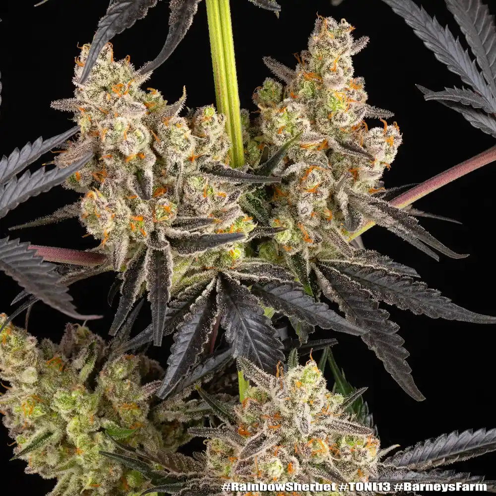 Rainbow Sherbet Barney's Farm - Imagen 2