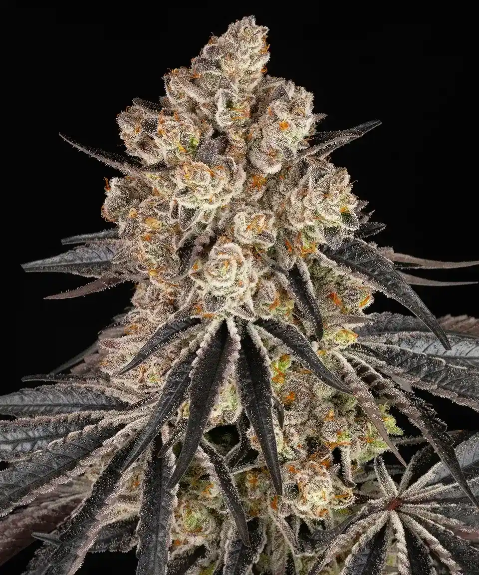 Rainbow Sherbet Barney's Farm