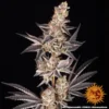rs11 x banana og barneys farm x doja exclusive barneys farm 2